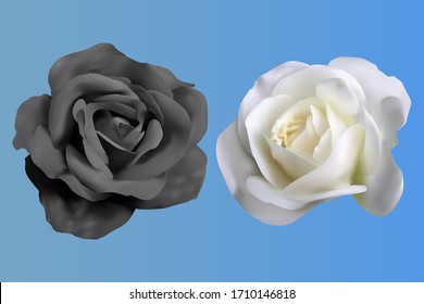 Vector Black Rose And White Rose. Real Vector Of Roses.