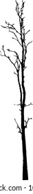 vector black silhouette of a bare tree