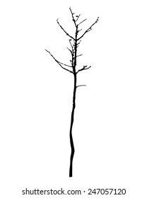 vector black silhouette of a bare tree