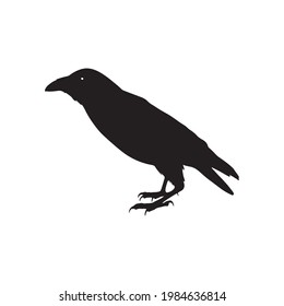vector black silhouette of crow on the white background, silhouette of crows