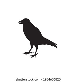 vector black silhouette of crow on the white background, silhouette of crows