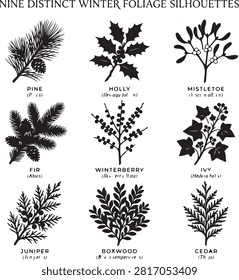 Vector black silhouette icon set featuring nine distinct winter foliage and evergreen botanical branches, including a pine branch with pinecone (Pinus), prickly holly with berries (Ilex aquifolium), mistletoe branch (Viscum album), fir branch (Abies), berry-