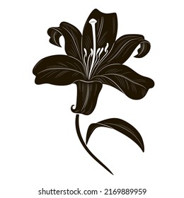 Silueta negra vectorial de la flor de lirio aislada sobre fondo blanco. Ilustración de lirio.