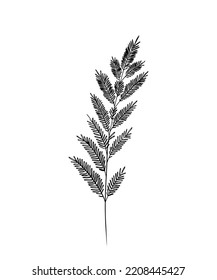 Vector black silhouette of meadow wild herb. Wildflowers. Floral logo. Wild grass. Vector illustration