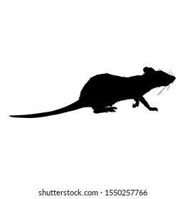 Vector Black Silhouette of Rat