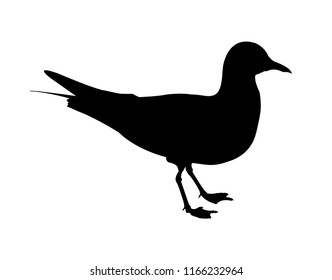 Vector black silhouette of seagull – sea bird isolated on a white background