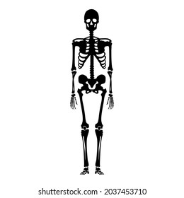 Skeleton de silueta negra vectorial. Vista frontal. Ilustración anatómica