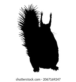 Vector Black Silhouette of Squirrel. Front View