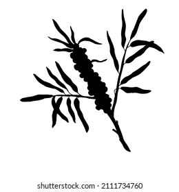 Vector black silhouette wild plants