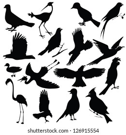 Vector Black Silhouettes of Birds for Your Design.