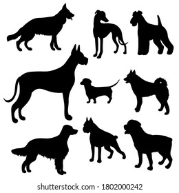 Vector black silhouettes of dogs of different breeds: great Dane, Dachshund, German shepherd, Rottweiler, husky, Greyhound, Fox Terrier, setter, boxer on a white background