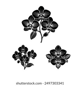 Vector black silhouettes of orchid flower in white background  