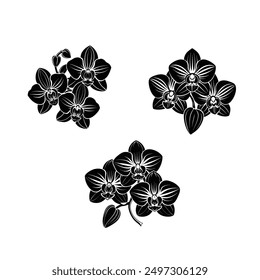 Vector black silhouettes of orchid flower in white background