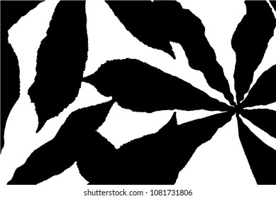 Vector black silhouettes of tropical leaves, palms, trees, foliage. Design elements of tropical nature. Stylized images and simple shapes for logos and natural decor