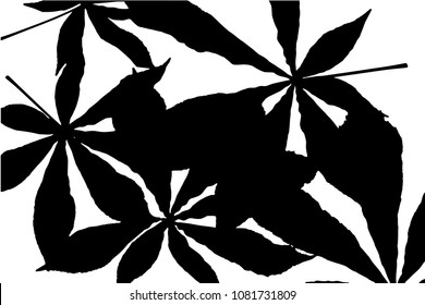 Vector black silhouettes of tropical leaves, palms, trees, foliage. Design elements of tropical nature. Stylized images and simple shapes for logos and natural decor