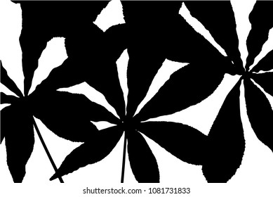 Vector black silhouettes of tropical leaves, palms, trees, foliage. Design elements of tropical nature. Stylized images and simple shapes for logos and natural decor