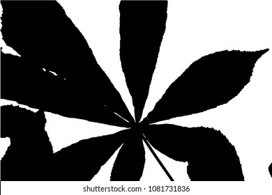 Vector black silhouettes of tropical leaves, palms, trees, foliage. Design elements of tropical nature. Stylized images and simple shapes for logos and natural decor