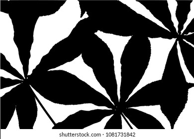 Vector black silhouettes of tropical leaves, palms, trees, foliage. Design elements of tropical nature. Stylized images and simple shapes for logos and natural decor