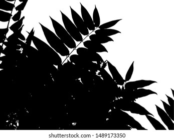 Vector black silhouettes of tropical leaves, palms, trees, foliage. Design elements of tropical nature. Stylized images and simple shapes for logos and natural decor