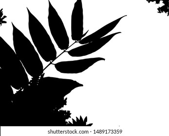 Vector black silhouettes of tropical leaves, palms, trees, foliage. Design elements of tropical nature. Stylized images and simple shapes for logos and natural decor