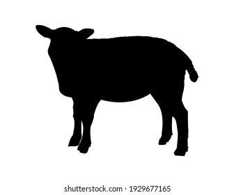 Vector black simple silhouette of a small young baby lamb, sheep, or ewe isolated on white background. Illustration of a farm animal, livestock.