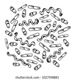 Vector black sketch bacteria isolated on white backgtound. Microbe in medical therapy. Germ illness element. Hand painted bacterium for medicine concept