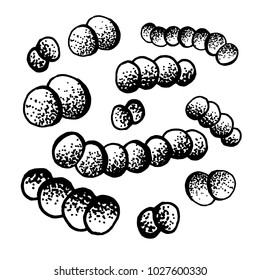 Vector black sketch bacteria isolated on white backgtound. Microbe in medical therapy. Germ illness element. Hand painted bacterium for medicine concept