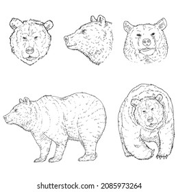 Vector Black Sketch Bear Illuistrations Set