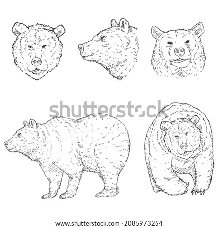 Vector Black Sketch Bear Illuistrations Set