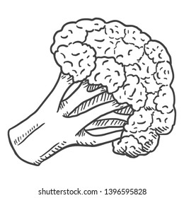 Vector Black Sketch Cauliflower on Isolated White Background