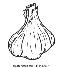 Vector Black Sketch Garlic Bulb