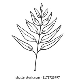 Vector Black Sketch Illustration - Branch of Tree with Leaves