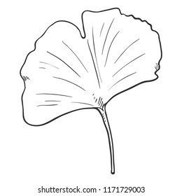 Vector Black Sketch Illustration - Leaf of Ginkgo Tree