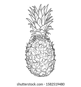 Vector Black Sketch Whole Pineapple