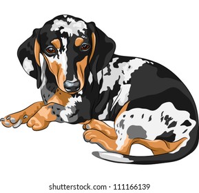 vector Black and tan double dapple smooth-haired miniature dog Dachshund breed (German badger-dog; hot dog, wiener dog or sausage dog)  lying