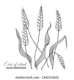 Vector Black wall line art with wheat. Natural background wallpaper. Isolated hand drawn illustration of wheat ears on white background. Concept for agriculture, organic cereal products.