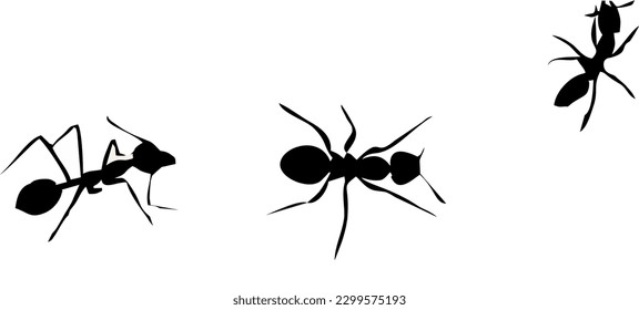 hormiga negra y blanca vectorial