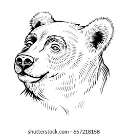 Vector Black and White Bear Head  Illustration
