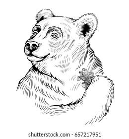Vector Black and White Bear Illustration