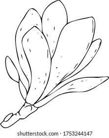 vector black and white botanical element, contour, linear drawing, freehand sketch, wildflowers and garden flowers - magnolia, coloring book