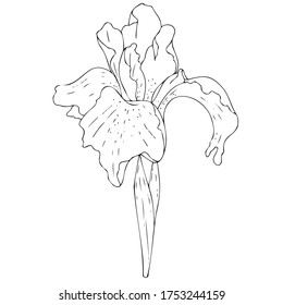 vector black and white botanical element, contour, linear drawing, freehand sketch, wildflowers and garden flowers - irises, coloring book