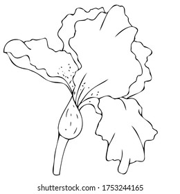 vector black and white botanical element, contour, linear drawing, freehand sketch, wildflowers and garden flowers - irises, coloring book
