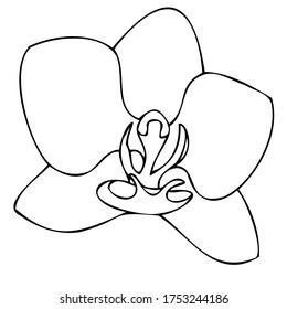 vector black and white botanical element, contour, linear drawing, coloring book, freehand sketch, wildflowers and garden flowers - orchid, phalaenopsis