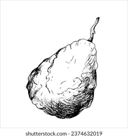 Vector black and white botanical illustration of bergamot fruit. Sketch for creating a menu and cafe