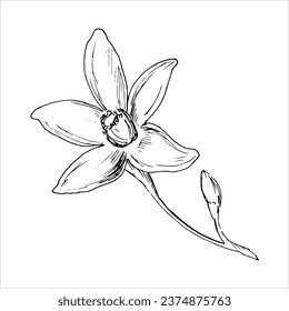 Vektorschwarz-weiß botanische Illustration der Zitrusblume. Skizze für Menü und Café-Design