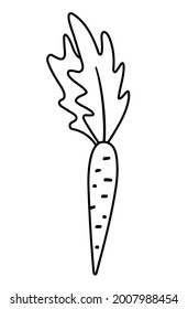 Vector black and white carrot. Outline autumn vegetable. Veggie line illustration isolated on white background. Healthy food icon

