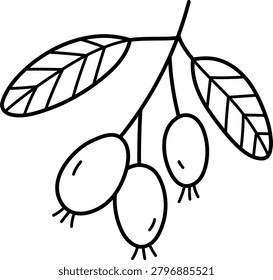 Vector black and white cartoon barberry berries twig clipart. Woodland, forest, garden brunch plant line icon isolated on white background. Forest nature berry illustration, coloring page
