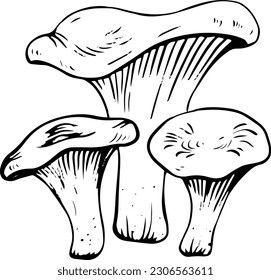 Vector black and white chanterelle mushrooms doodle style isolated on white background