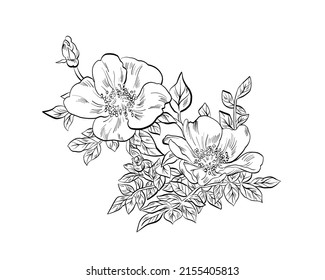 Vektor schwarz-weißer Kontur botanische Zeichnung der wilden Rose mit Blumen und Blättern.