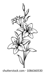 Vector black and white contour drawing of lily flowers.
